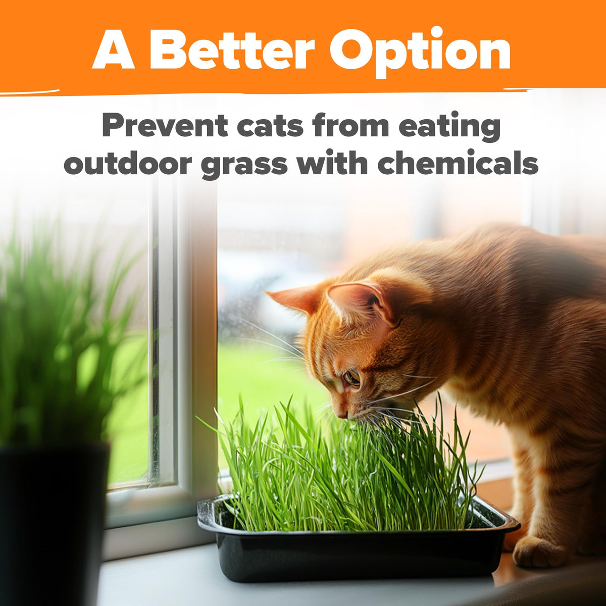 6 oz Heirloom Barley & Oat Cat Grass Seeds V685