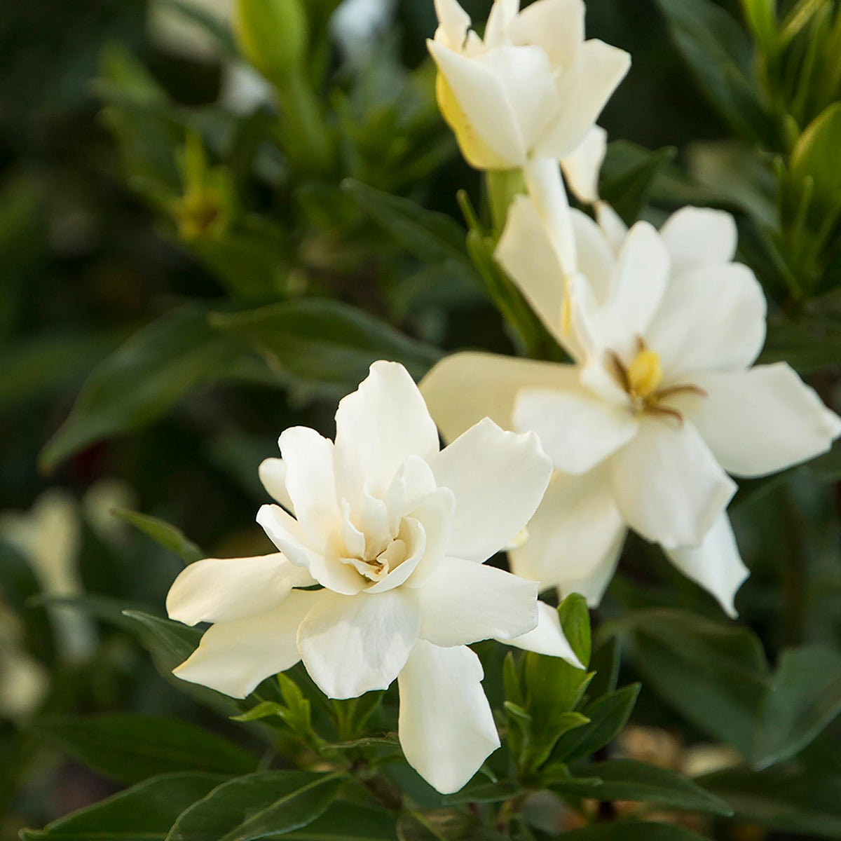 Frostproof Gardenia 2.5 Qt White Blooms B937