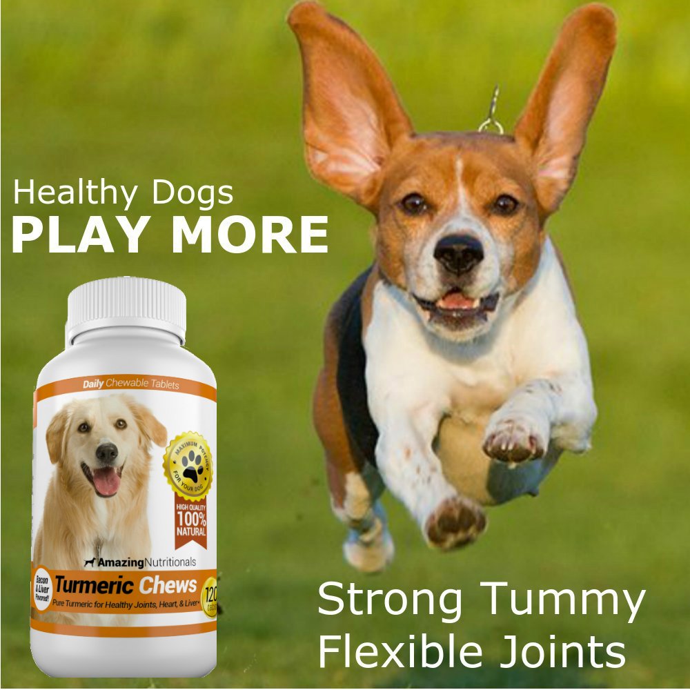 Turmeric Probiotics for Dogs Digestive Health Bundle G6317