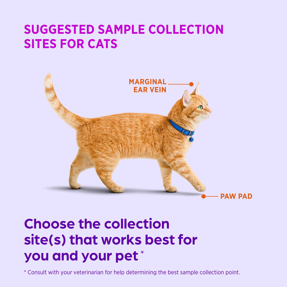 Test Strips for Diabetic Dogs, Cats & Horses, 50 Count I11568