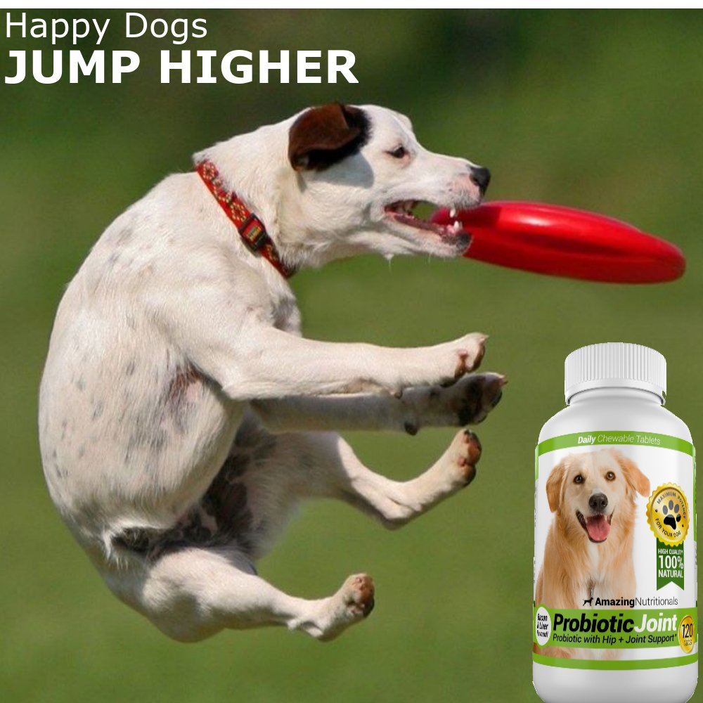 Turmeric Probiotics for Dogs Digestive Health Bundle G6317