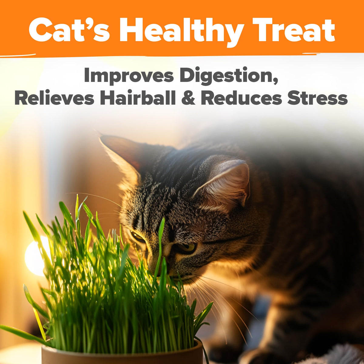 6 oz Heirloom Barley & Oat Cat Grass Seeds V685
