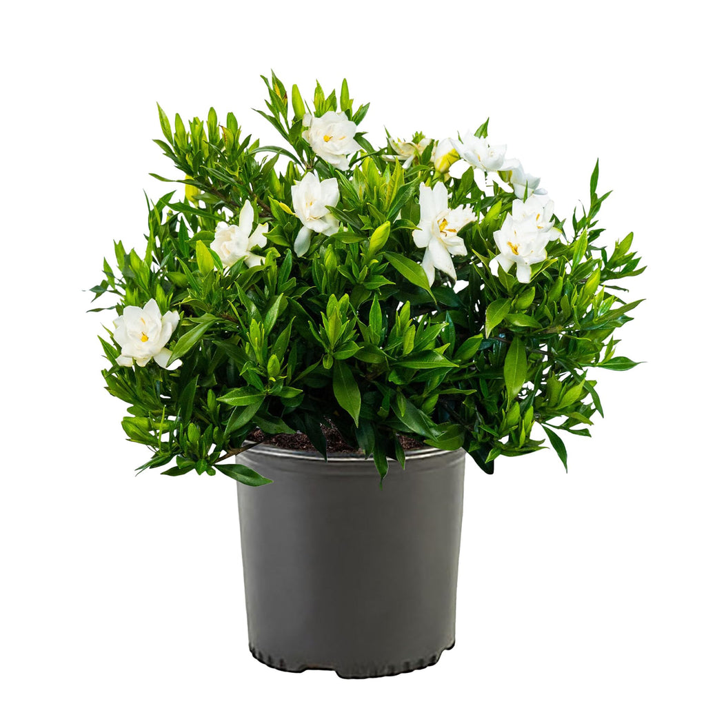 Frostproof Gardenia 2.5 Qt White Blooms B937