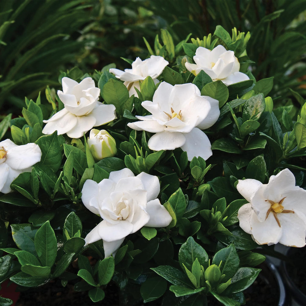 Frostproof Gardenia 2.5 Qt White Blooms B937