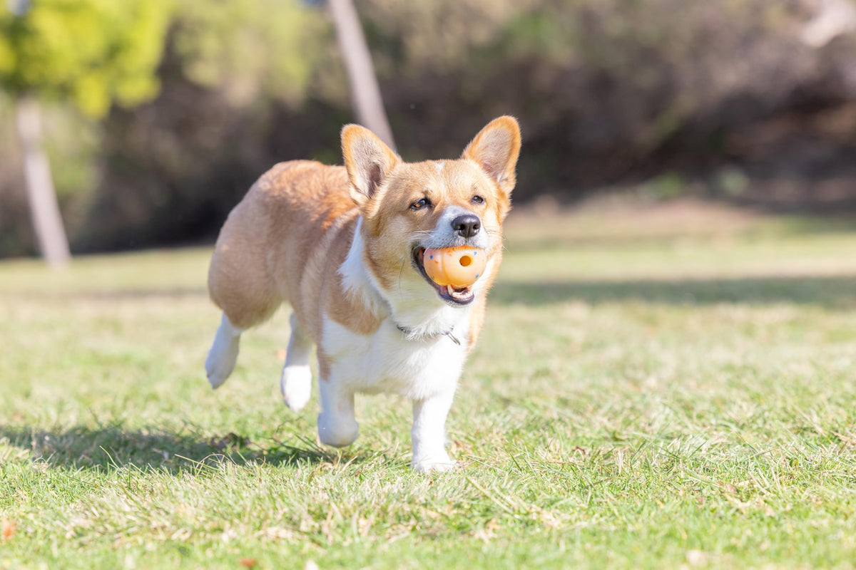 Medium Fetch Ball U12099