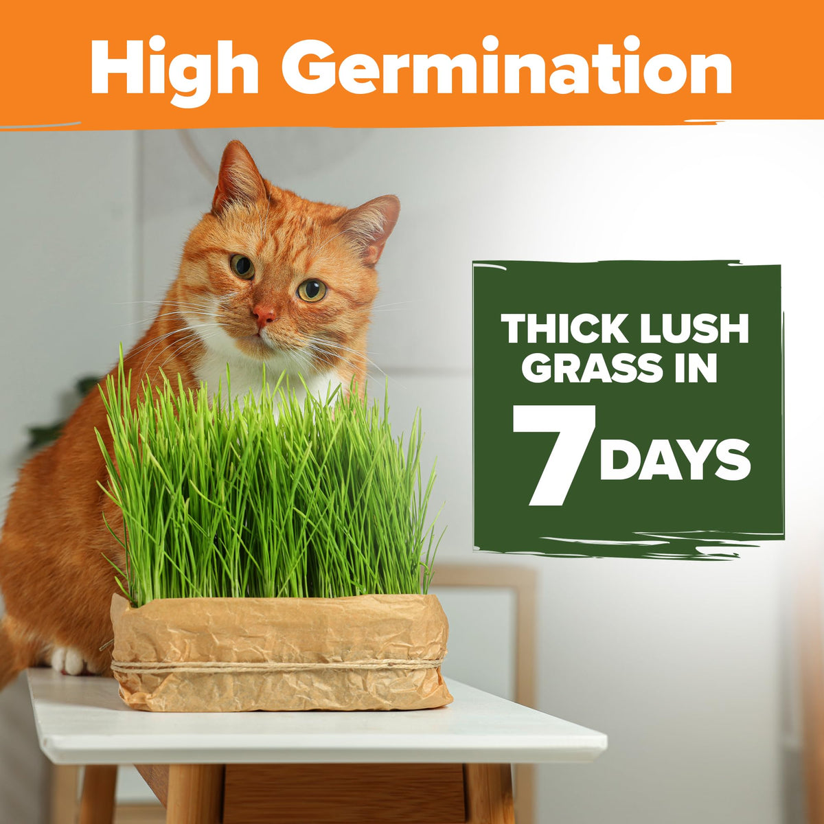 6 oz Heirloom Barley & Oat Cat Grass Seeds V685