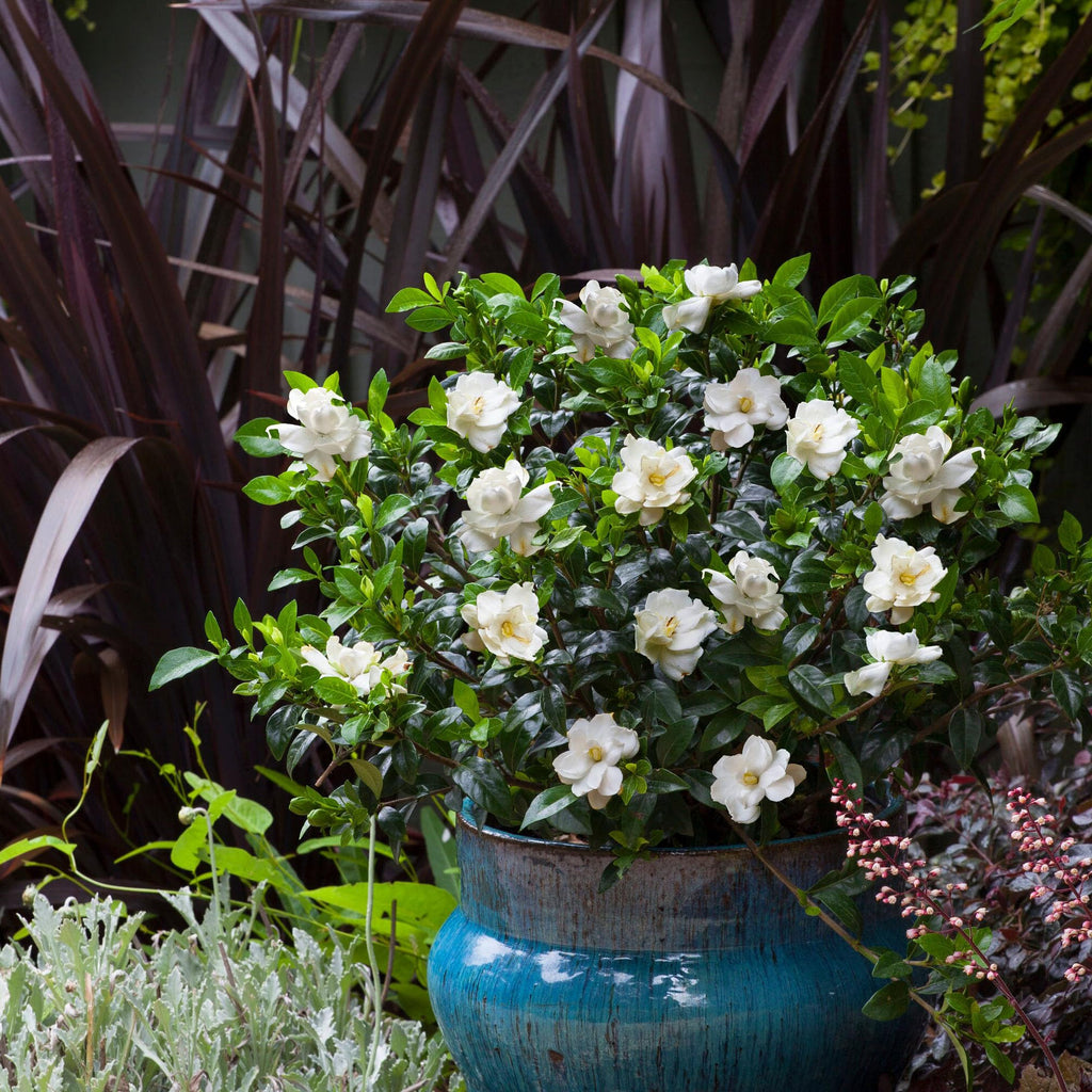 Frostproof Gardenia 2.5 Qt White Blooms B937
